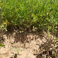 نهال گوجه