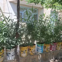 گل خزره