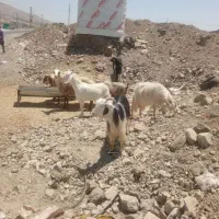 دام زنده