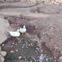 فروش دو اردک نر و ماده
