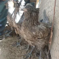مرغ و خروس محلی