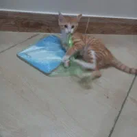 بچه گربه