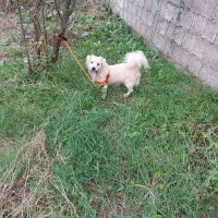 سگ اشپیتز نر
