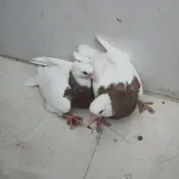 جوجه طوقی کاکلی