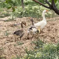 غاز