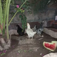 مرغ وخروس