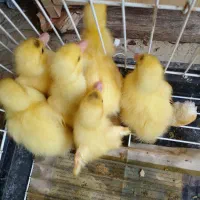 بچه اردک اسراعیلی همه سفید دانه ای۲۰۰