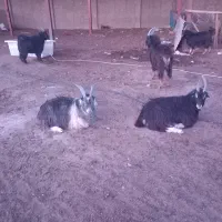 بزغاله نر ونربز یک سال و دوساله سالم چاق