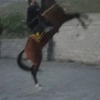 اسب جوان