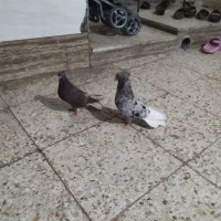 کبوتر دم سفید