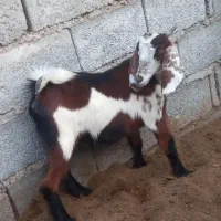 بز غاله نر