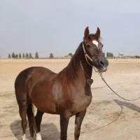 خاتون خانم ۱۰ ساله