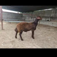 بره خرج خور درجه یک