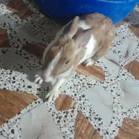 خرگوش