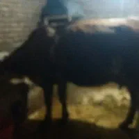 گاوشیری دوگوساله