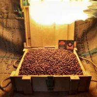 قهوه روبستا اندونزیAP1
