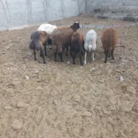 بره نر میش شیشک چاق درجه یک