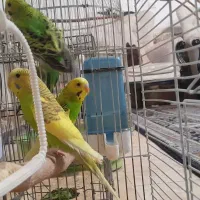 پرنده|پرنده|کرج, شهرک یاس جنوبی|دیوار