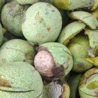 گردوی سبز همدان ۱۴۰ ارسال و پوست کنی رایگان