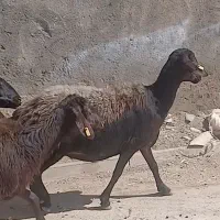 میش گوسفند کاور تقولی افشاری