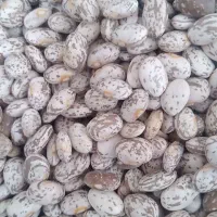 لوبیاچیتی