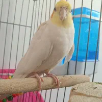 عروس هلندی نر