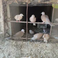 پرنده|پرنده|ایرانشهر, |دیوار