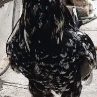 خروس گلین مخصوص نسل کشی و مرغ لاری تخمگذار