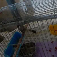 پرنده خوش آواز