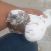 کبوتر|پرنده|خوی, |دیوار