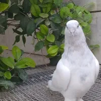 کبوتر