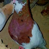 طوقی دوبر قفل
