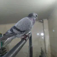 کبوتر دمگیر