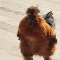 خروس