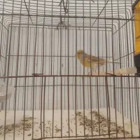 جوجه قناری  نر دمه قرص  بشرط
