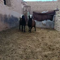 بره نر نژاد شال