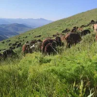 به تعدادی بز نیازمندیم