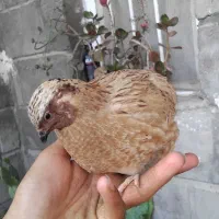 بلدرچین چاق چله