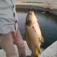 فروش ماهی کپور زنده و لاشه