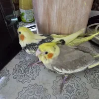 عروس هلندی