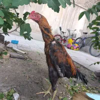 خروس لاری 10ماه