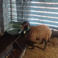 گوسفند نژاد همو