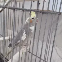 دو عدد عروس هلندی
