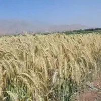 خریدار گندم بزر آفتاب یا تیرگان یا سارنگ هستم