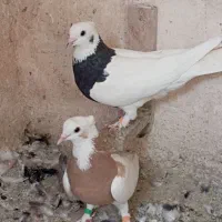 کفتر