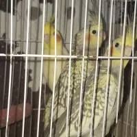 طوطی عروس هلندی مولد