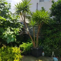 گل یوکا خوشتیپ جعبه 60