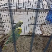 مرغ عشق