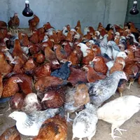 نیمچه مرغ و خروس محلی گلپایگانی ۳ماهه(تخم گزار)|حیوانات مزرعه|رشت, یخسازی|دیوار