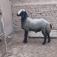 بره قوچ